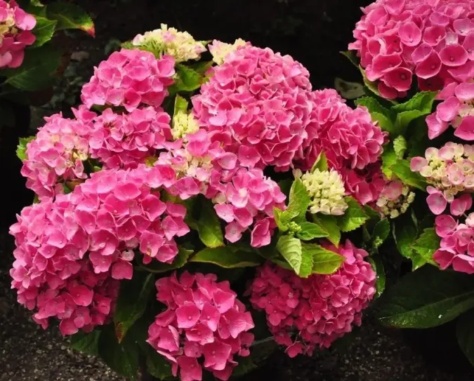 Hydrangea macrophylla Xian-2.webp