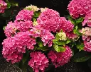 Hydrangea macrophylla Xian-2.webp