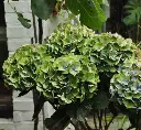 Hydrangea macrophylla Xian-1.webp