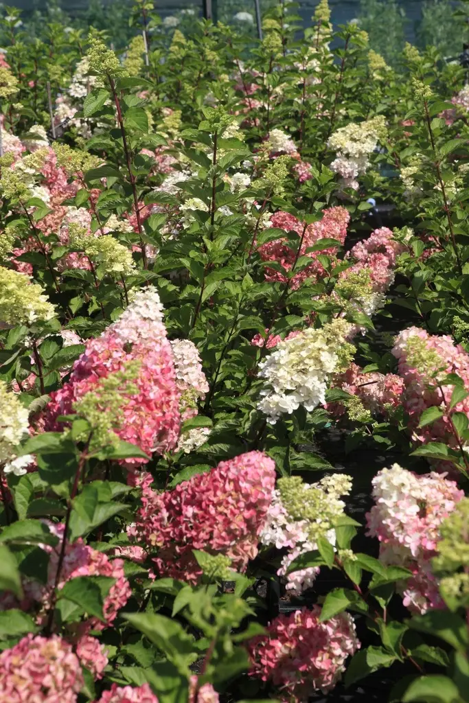 Hydrangea paniculata Fraise Melba-3.webp