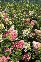 Hydrangea paniculata Fraise Melba-3.webp