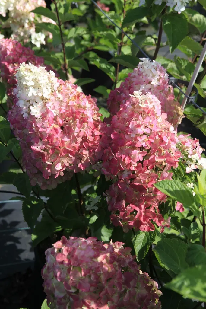 Hydrangea paniculata Fraise Melba.webp