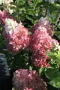 Hydrangea paniculata Fraise Melba.webp