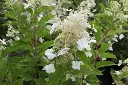 Hydrangea paniculata Kyushu.webp