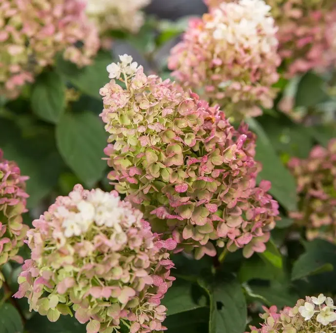 Hydrangea paniculata Little Hottie-1.webp