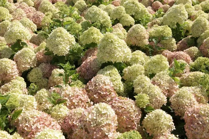 Hydrangea paniculata lime-2.webp