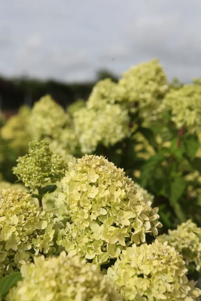 Hydrangea paniculata Little lime-1.webp