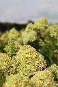 Hydrangea paniculata Little lime-1.webp