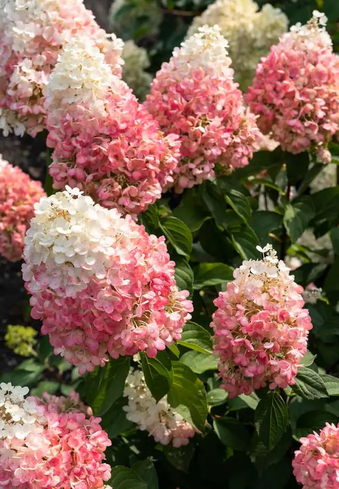 Hydrangea paniculata Living Pinky Promise -1.webp