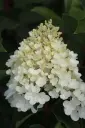 Hydrangea paniculata Silver Dollar-0.webp