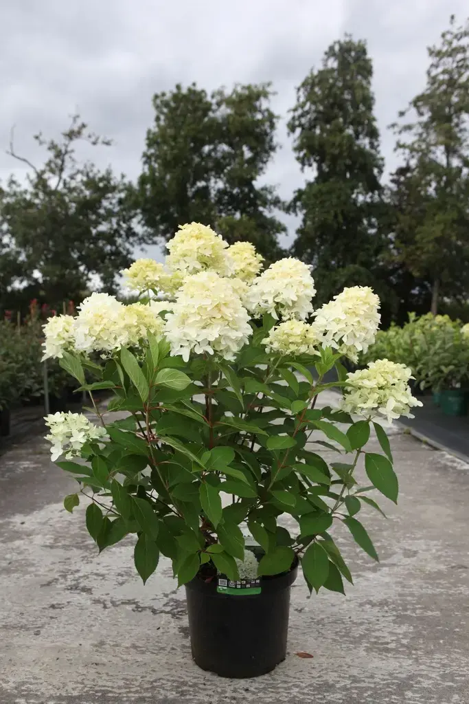 Hydrangea paniculata Skyfall-2.webp
