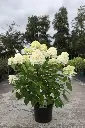 Hydrangea paniculata Skyfall-2.webp