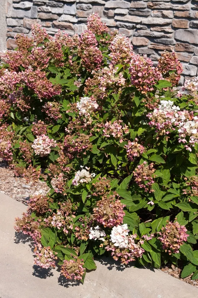 Hydrangea paniculata Tickled Pink.webp