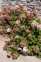 Hydrangea paniculata Tickled Pink.webp