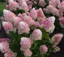 Hydrangea paniculata Living Little Blossom-2.webp
