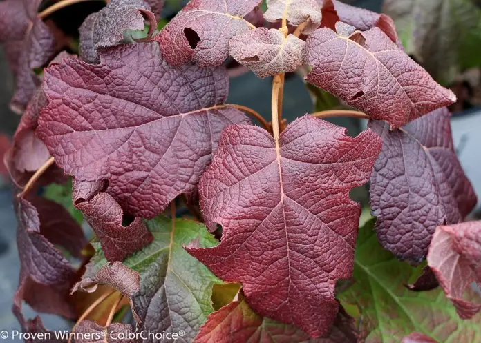 Hydrangea quercifolia Proven Winners® GATSBY MOON® (PBR)-feuill.webp