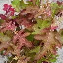 Hydrangea quercifolia Ice Crystal-aut.webp