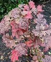 Hydrangea quercifolia Ruby Slippers-aut.webp