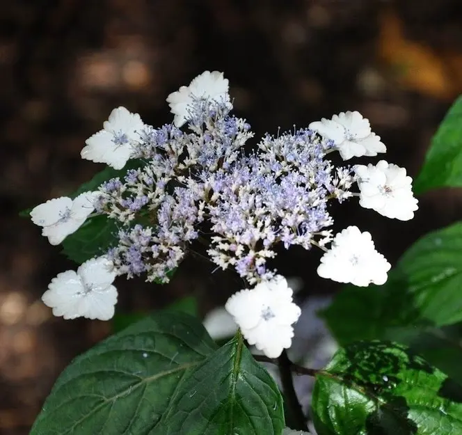 Hydrangea serrata Acuminata ou Intermedia-1.webp
