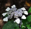Hydrangea serrata Acuminata ou Intermedia-1.webp