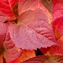 hydrangea-serrata-veerle- (1).webp