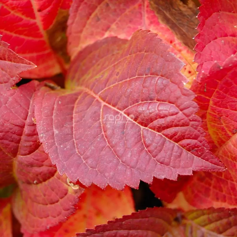 hydrangea-serrata-veerle- (1).webp