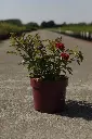 Rosier Mystic Fairy -1.webp