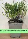 pot-p9-site.webp