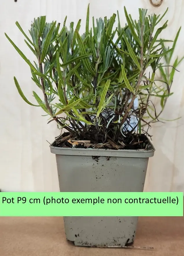 pot-p9-site.webp