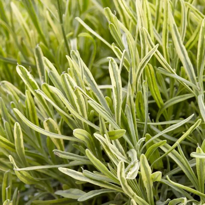 Lavandula intermedia Platinum Blonde.webp