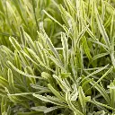 Lavandula intermedia Platinum Blonde.webp