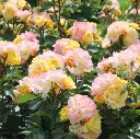 Rosier Lampion 1.webp