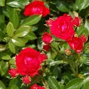 Rosier Meilove red.webp