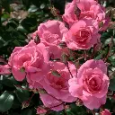 Rosier Meilove Rose.webp