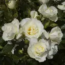 meilove-white.webp