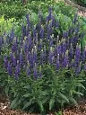 Veronica spicata Royal Candles-2.webp
