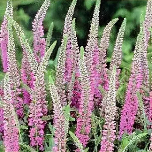 Veronica inspire pink.webp