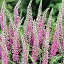 Veronica inspire pink.webp