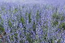 PEROVSKIA-AdobeStock_949593750.webp