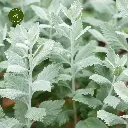 Perovskia Atriplicifolia Silver Blue-FEUI.webp