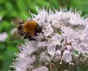 Caryopteris clandonensis Stephi-1.webp