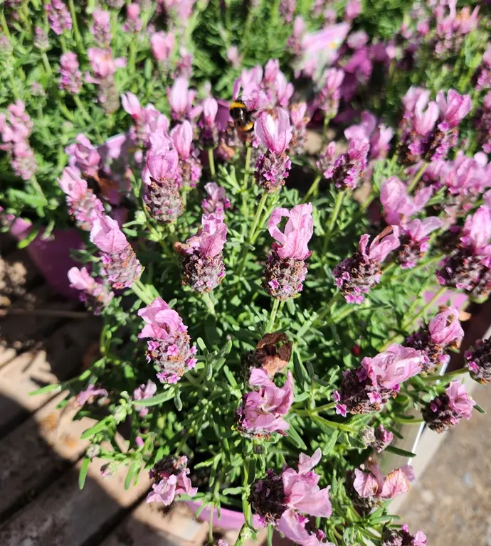 Lavandula-Speedy Pink Blush20250717_105037.webp