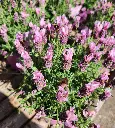 Lavandula-Speedy Pink Blush20250717_105037.webp