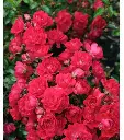 Rosier Fairy Queen fleur.webp