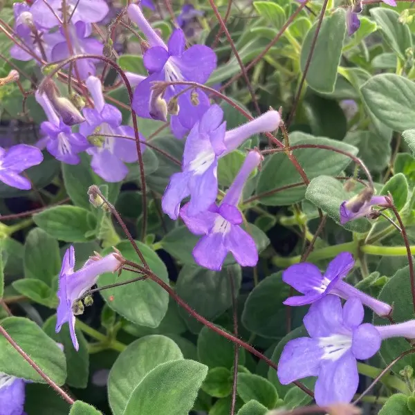 streptocarpus-1.webp