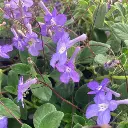 streptocarpus-1.webp