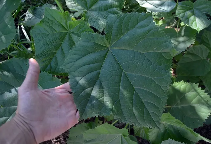 paulownia-feuill-AdobeStock_275753433.webp