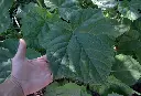 paulownia-feuill-AdobeStock_275753433.webp
