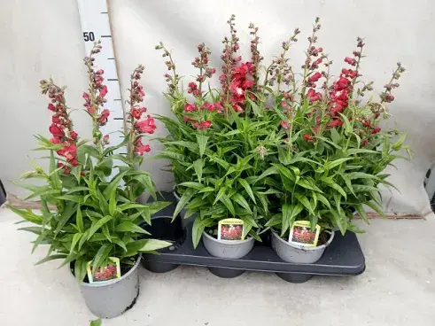 Penstemon Picotee Red Pot-1.webp