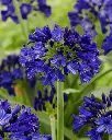 Agapanthus Midnight Sky (15).webp
